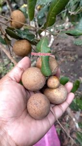 Bibit Kelengkeng Pingpong Okulasi Super