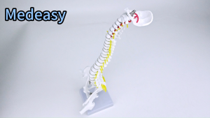 45CM medical vertical spine with pelvis and femurmedical spine model