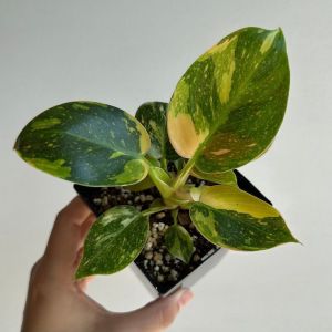 ฟิโลเดนดรอน กรีน คองโก "ไฮบริด