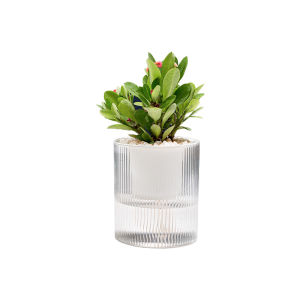 Automatic Water Absorption Glass Plastic Flower Pots for Green Ivy Plant Substrate Culture Vessel Desktop Floor Decorations