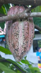 cacao 3 seeds binhi pananim outdoor plant