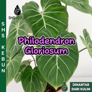 Philodendron Gloriosum White Vein Big Leaf Indoor Plant Live Plant Pokok Philodendron Hidup Tumbuhan Hidup SHS Kebun