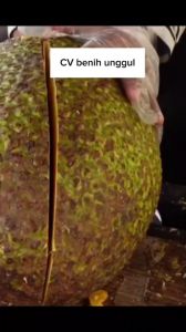 Bibit Nangka Madu Super Okulasi Berbuah Dalam Pot