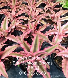 Cryptanthus Pink Starlight / 姬凤梨 ( bromeliad )
