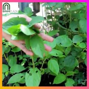 BinhiPLAZA™ - Saluyot (100 Seeds) for Planting Vegetable Plants + Instructions for Jute F1 Hybrid Plant Variety Seed
