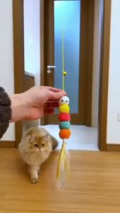 Mainan Gantung Kucing Tali Elastik Mainan Kucing Comel Mainan Interaktif Rekaan Awan/Bintang Bahan Tahan Lasak Mainan Penghibur Kucing Mainan Kucing Aktif Mainan Hiburan Kucing Mainan Dinding Gantung Mainan Tahan Gigit.