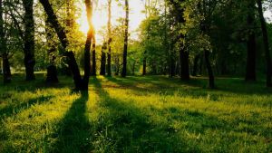 Naturlife Cat Dry Food: A Healthy Choice for Urinary Care & Natural Diet