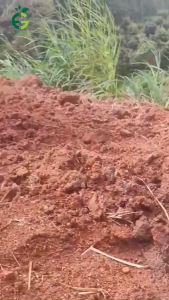 Combo 5 Bộ béc phun mưa văng kèm dây và que cắm-Chất liệu nhựa cao cấp- Lắp đăt nhanh chóng tiện lợi