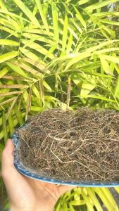 [Hàng mới về] Bạch hoa xà khô 1kg - Thảo Dược Tấn Phát - Chuyên dùng để pha trà giúp thanh nhiệt và giải độc