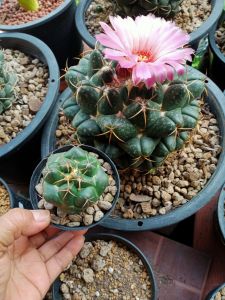 ช้าง ดอกชมพู แคคตัส กระถาง 6-7นิ้ว ( แม่แถมลูก)