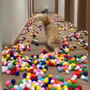 KUMA (12ลูก/กล่อง) ลูกบอล นุ่มๆ หลากสี ของเล่นแมว บอลแมว บอลสัตว์เลี้ยง ของเล่นสัตว์เลี้ยง