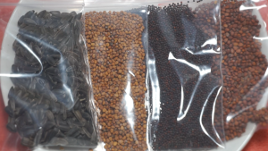 Combo 4 loại hạt giống rau mầm các loại