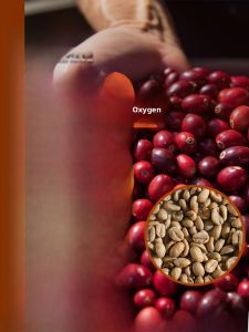Anoxygenic Sun-Dried Coffee Beans Red Wine Flavor from Nanmu Estate in Yunnan Province Suitable for Various Brewing Methods