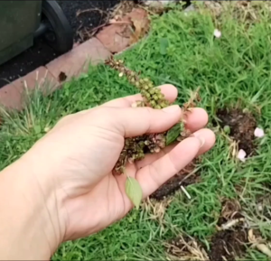 เมล็ดพืชก้านดอกโหระพา / THAI BASIL SEEDS / THAI BASIL FLOWER STALK ( SEEDS ) / TANGKAI BENIH SELASIH THAILAND