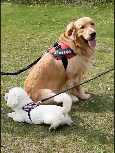 【SG Inventory】Pet strap pet supplies breathable and explosion-proof strap strap type dog leash night reflective nylon dog leash