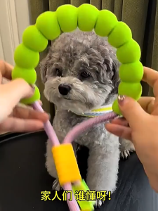 Winky Wink🐶สายจูง จูงสัตว์เลี้ยง สายจูงสุนัข สุนัข พันธุ์กลาง-ใหญ่ หลายสี ปรับได้ กลางแจ้ง ระบายอากาศได้ดีและสะดวกสบาย