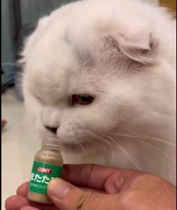 มาทาทาบิ มาทาทาบิแบบผง Matatabi Comet แคทนิป ของเล่นแมวราคาส่