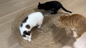 Th-เสื่อถักหญ้าธรรมชาติ Pu หญ้าเชือกถัก ร้านขายเสื้อผ้าตกแต่งการถ่ายภาพแมว Scratcher เสื่อพรมปูพื้น