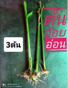 หญ้าแพรก ต้นอ้อยอ่อน(บูชาพระพิฆเนศ) ต้นพันธุ์อ้อยสุพรรณบุรี50