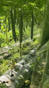 ANGGUN TAVI F1 (isi 75 biji) - Benih bibit sayur sayuran oyong gambas perawatan mudah