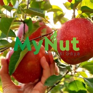 MYNUT CUKA APEL 100 ML APPLE CIDER VINEGAR 100% ASLI PRODUK HERBAL PREMIUM QUALITY