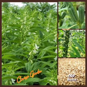 150 BUTIR BIJI/BENIH WIJEN PUTIH/WHITE SESAME