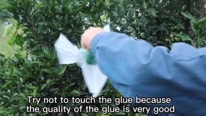 Gam Pelekat Lalat Buah Kawalan Serangga Kebun Hanging Fly Trap Glue Ball Insect Fruit Fly Bugs Fruit Fly Bee Pest Control Garden