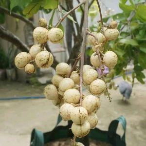 Selamat Datang Ditoko Kami Bibit kelengkeng Matalada Super🌱 Hasil Okulasi Mempunyai daging tebal biji Besar Bisa ditanam dan Berbuah dalam pot