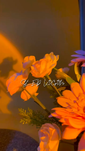 SCED kogon capsules (20capsules/2pads)