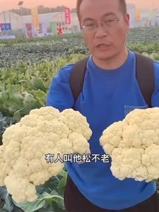 CAULIFLOWER SEEDS (200 seeds) 45 Days-Organic Cauliflower Vegetable Seeds