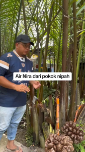 Buah Nipah Dahon Segar 3 Kg Murah | COD & GRATIS ONGKIR