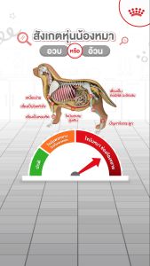 Royal canin Medium Light Weight Care 12 Kg อาหารสุนัขโตพันธุ์กลาง ลดน้ำหนัก คุมน้ำหนัก