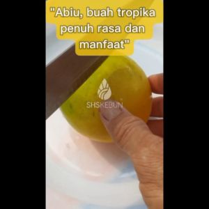 Pokok Buah Abiu Star Apple 黄金果· 树苗 Ciku Australia Buah Kuning Caimito Live Plant SHS Kebun