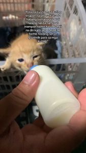 Feeding Bottle Kittens Pet Kitten Newborn for Dog Cat Feeding Bottle for Puppies Puppy