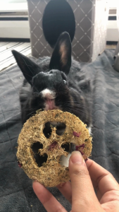 Apple Banana Cilantro Infused Loofah Chew Pack | No Furries Delights | Chew Treats or Toys for Small Animals & Birds