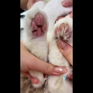 ปัตตาเลี่ยนตัดขนเท้าแมว ใบแต่งขนาดเล็ก ขนหาง สะโพกและใบหู แบบชาร์จ USB แมว สุนัข ไฟ LED ปิดเสียง วสากล 360°ไม่มีมุมตายทําความสะอาดเชิงลึก