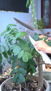 Jawara Pisau | Golsem Golok Sembelih Zambia Baja 30 cm Serbaguna Khas Ciwidey