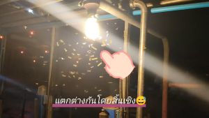 ไฟไล่ยุง ไฟไล่แมลง ไฟโซล่าเซลล์