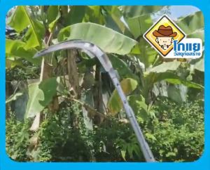 เคียว+ขอกระตุกเกี่ยวปาล์ม