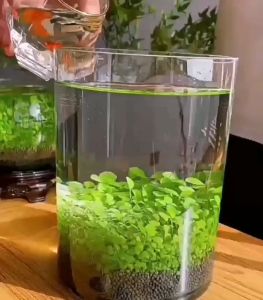 CoralCove ดินปลูกไม้น้ำ เมล็ดไม้น้ำ ดินไม้น้ำ ดินใส่ตู้ปลา ของแต่งตู้ปลา ปลูกง่าย สร้างระบบนิเวศ น้ำหนัก 300 กรัม