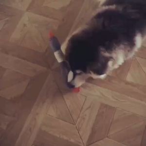 Đồ chơi vịt bằng bông có kèn kêu cho Chó Mèo - Love Pets Shop