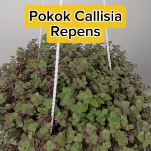 Callisia repens Pink Lady Gold Green  Succulent Plant Turtle Vines Pokok Hiasan Live Plant Pokok Hidup SHS Kebun