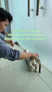 Holycatlabs Royal Care Obat Penurun Birahi 10ml | Penurun Birahi Nafsu Kawin Libido Kucing Jantan Betina