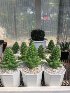 แคคตัสแมมมิลลาเรียคริสมาสต์ (Mammillaria Christmas) "แคคตัสส่งความสุข" กว้าง 7-8 cm อายุ 1-2 ปี