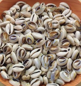 Natural Shells Beads /burie /siput (500g)