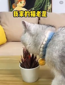 B46แผ่นแทงแมว แผ่นหนามไล่แมว หนามไล่สุนัข ยางหนามแมวขนาดใหญ่ 34*42cm หนามไล่แมว หนามกันแมว แผงกันแมว ไล่นกออกไป-B46