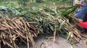 Máy băm cỏ voi băm rơm  thân cây ngô có 4 dao trục băm