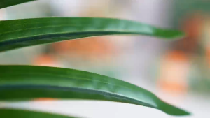 【10 ห่อ】กระดาษทิชชู่ Sempo Facial Tissues ลายนูนดอกลิลลี่ 10ห่อ หนา4 ชั้น 360แผ่น/ห่อ เนียน ซึมซับดี ไม่เป็นขุย ทิชชู่ Toilet paper