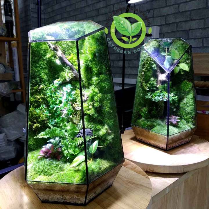 Đất kết dính làm tường rêu terrarium, gắn lũa, đá hồ bán cạn - wall ...