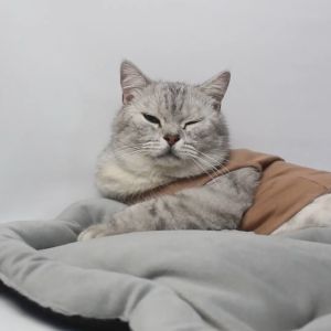 Kasur Kucing Anjing Kelinci Cat Kitten Anabul Kasur Kotak Motif Tempat Tidur Hewan Kucing Anjing Cat Dog Kasur Bantal Alas Tidur Kucing Pet Bed - Bukipet Soft Sky Pet Bed